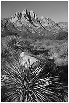 Sotol and Rabbit Ears from Aguirre Springs. Organ Mountains Desert Peaks National Monument, New Mexico, USA ( black and white)