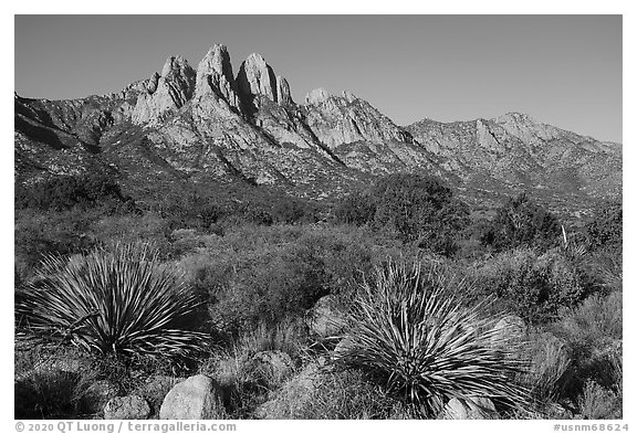 Sotol and Rabbit Ears and Baylor Peak. Organ Mountains Desert Peaks National Monument, New Mexico, USA (black and white)