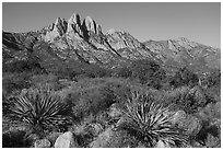 Sotol and Rabbit Ears and Baylor Peak. Organ Mountains Desert Peaks National Monument, New Mexico, USA ( black and white)