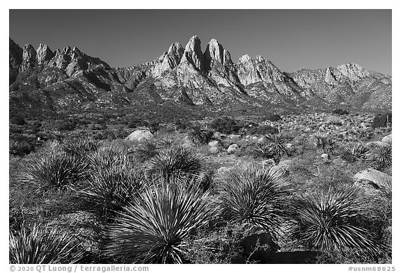 Dense sotol, Needles, Rabbit Ears, and Baylor Peak. Organ Mountains Desert Peaks National Monument, New Mexico, USA (black and white)