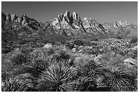 Dense sotol, Needles, Rabbit Ears, and Baylor Peak. Organ Mountains Desert Peaks National Monument, New Mexico, USA ( black and white)
