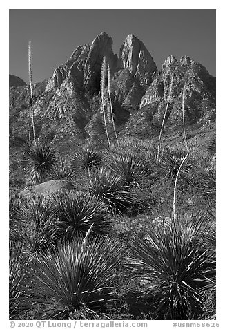 Flowering sotol and Rabbit Ears. Organ Mountains Desert Peaks National Monument, New Mexico, USA (black and white)