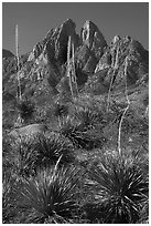 Flowering sotol and Rabbit Ears. Organ Mountains Desert Peaks National Monument, New Mexico, USA ( black and white)