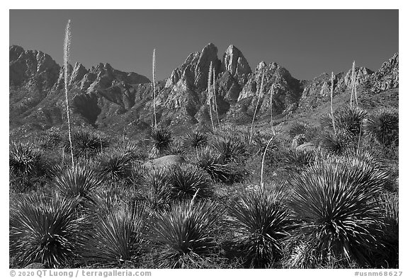Sotol with flower stem and Organ Mountain. Organ Mountains Desert Peaks National Monument, New Mexico, USA (black and white)