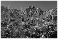 Sotol with flower stem and Organ Mountain. Organ Mountains Desert Peaks National Monument, New Mexico, USA ( black and white)