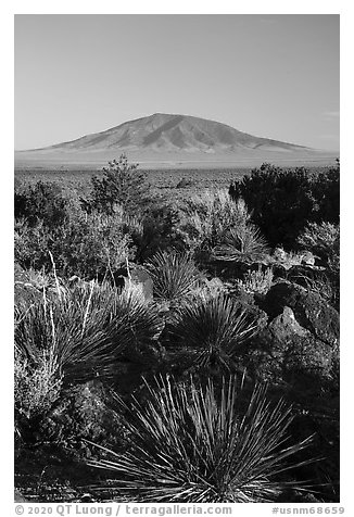 Sotol, Ute Mountain. Rio Grande Del Norte National Monument, New Mexico, USA (black and white)