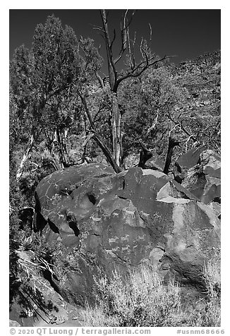 Boulder with sheep petroglyphs, Big Arsenic. Rio Grande Del Norte National Monument, New Mexico, USA (black and white)
