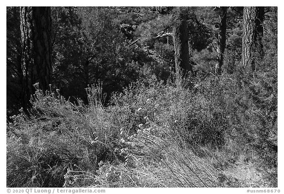 Bushes in bloom in ponderosa pine forest near Big Arsenic Spring. Rio Grande Del Norte National Monument, New Mexico, USA (black and white)
