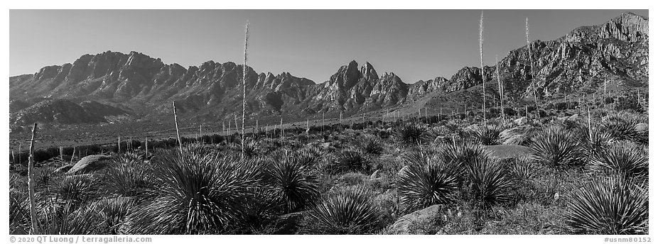 Sotol with flowering stem, Needles, Rabbit Ears. Organ Mountains Desert Peaks National Monument, New Mexico, USA (black and white)