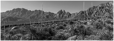 Sotol with flowering stem, Needles, Rabbit Ears. Organ Mountains Desert Peaks National Monument, New Mexico, USA (Panoramic black and white)