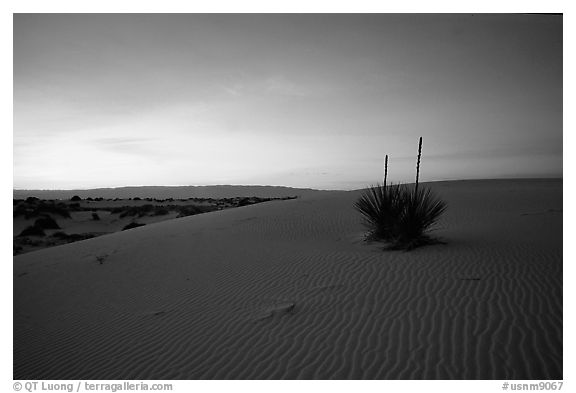 Yucca at sunrise, White Sands National Monument. New Mexico, USA (black and white)
