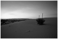 Soaptree Yucca against sunrise sky. White Sands National Park ( black and white)