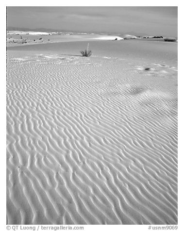 Ripples in sand dunes. White Sands National Monument, New Mexico, USA (black and white)