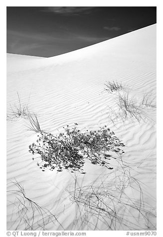 Flowers and dunes, White Sands National Monument. New Mexico, USA (black and white)