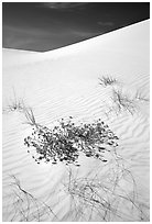 Flowers and dunes. White Sands National Park ( black and white)