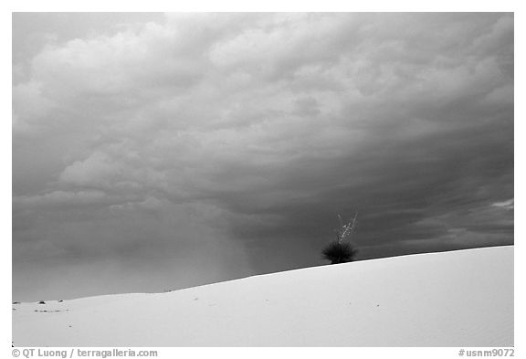 Lone Yucca,  White Sands National Monument. New Mexico, USA (black and white)