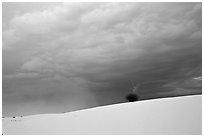 Lone Yucca,  White Sands National Monument. New Mexico, USA ( black and white)