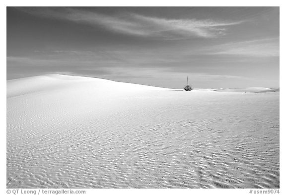 Lone Yucca and white sand dunes, White Sands National Monument. New Mexico, USA (black and white)