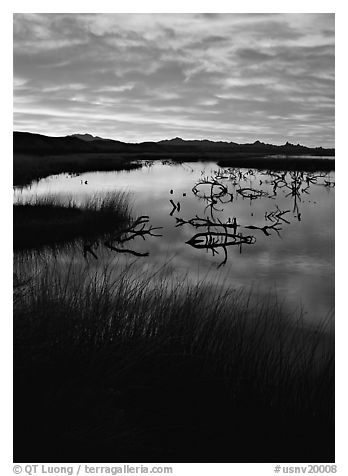 Reeds and branches in marsh, sunrise, Havasu National Wildlife Refuge. USA (black and white)