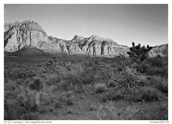 Yuccas and rock walls at sunrise, Red Rock Canyon. Red Rock Canyon, Nevada, USA (black and white)