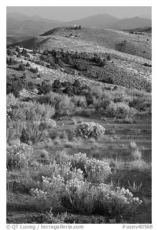 Sagebrush and hills, Virginia City, Nevada. Virginia City, Nevada, USA (black and white)
