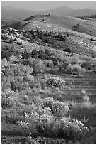 Sagebrush and hills, Virginia City, Nevada. Virginia City, Nevada, USA (black and white)