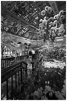 Botanical garden and conservatory with purple light, Bellagio Casino. Las Vegas, Nevada, USA ( black and white)