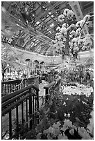 Botanical garden and conservatory with green light, Bellagio Casino. Las Vegas, Nevada, USA (black and white)