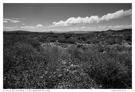 Flats with wild poppies. Gold Butte National Monument, Nevada, USA (black and white)