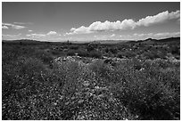 Flats with wild poppies. Gold Butte National Monument, Nevada, USA ( black and white)