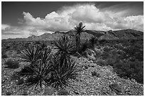 Yuccas in bloom and South Virgin Peak Ridge. Gold Butte National Monument, Nevada, USA ( black and white)