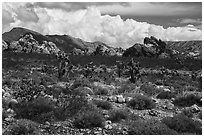 Joshua Trees and Whitney Pocket rocks. Gold Butte National Monument, Nevada, USA ( black and white)
