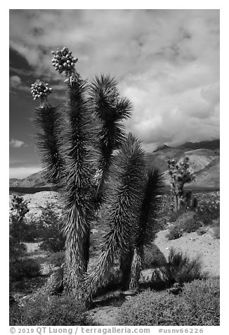 Joshua Tree with seeds. Gold Butte National Monument, Nevada, USA (black and white)
