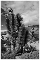 Joshua Tree with seeds. Gold Butte National Monument, Nevada, USA ( black and white)