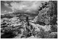 Rocks, Joshua Tree, South Virgin Peak Ridge. Gold Butte National Monument, Nevada, USA ( black and white)