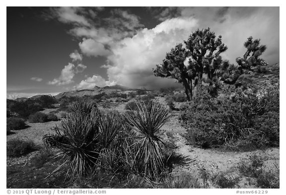 Yucca and Joshua Tree in seed. Gold Butte National Monument, Nevada, USA (black and white)