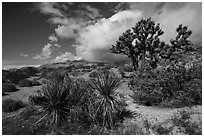 Yucca and Joshua Tree in seed. Gold Butte National Monument, Nevada, USA ( black and white)