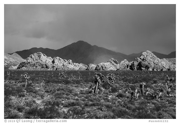 Joshua Trees, Whitney Pocket with rainbow. Gold Butte National Monument, Nevada, USA (black and white)
