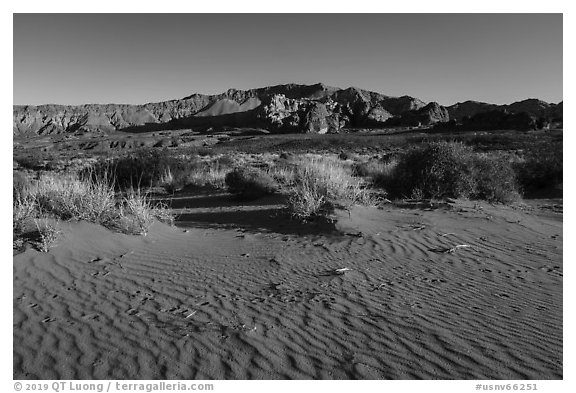 Dunes with animal tracks in sand. Gold Butte National Monument, Nevada, USA (black and white)