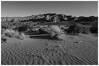 Dunes with animal tracks in sand. Gold Butte National Monument, Nevada, USA ( black and white)