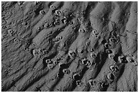 Close up of sand ripples and animal tracks. Gold Butte National Monument, Nevada, USA ( black and white)
