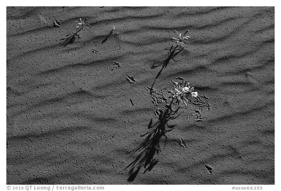 Close up of primerose, animal tracks, sand ripples. Gold Butte National Monument, Nevada, USA (black and white)
