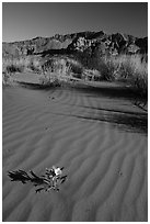 Primerose flower on dune with animal tracks. Gold Butte National Monument, Nevada, USA ( black and white)