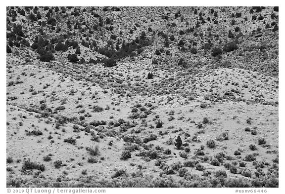 Slope with shurbs and trees. Basin And Range National Monument, Nevada, USA (black and white)