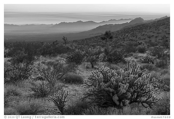 Desert sunset with cholla cactus. Gold Butte National Monument, Nevada, USA (black and white)