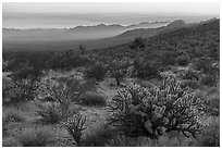 Desert sunset with cholla cactus. Gold Butte National Monument, Nevada, USA ( black and white)