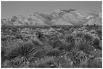 Yuccas and Virgin Mountains at dusk. Gold Butte National Monument, Nevada, USA ( black and white)