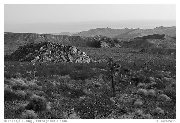 Joshua trees and Whitney Pocket. Gold Butte National Monument, Nevada, USA (black and white)