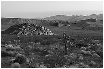 Joshua trees and Whitney Pocket. Gold Butte National Monument, Nevada, USA ( black and white)