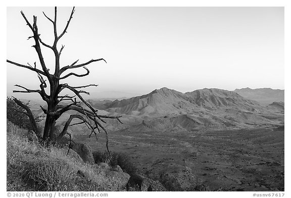 Tree skeleton and Tramp Ridge at dawn. Gold Butte National Monument, Nevada, USA (black and white)